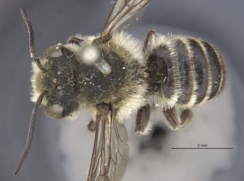 Media type: image;   Entomology 553 Aspect: habitus dorsal view